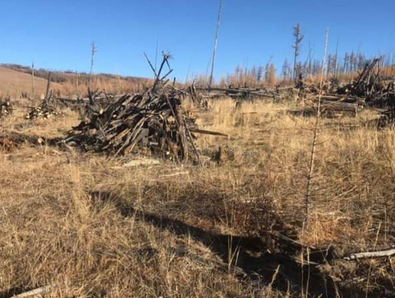 Нийслэлд ойн цэвэрлэгээг 190 га талбайд хийнэ